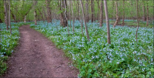 A winding dirt path through a forest filled with blue flowers and lush green foliage.