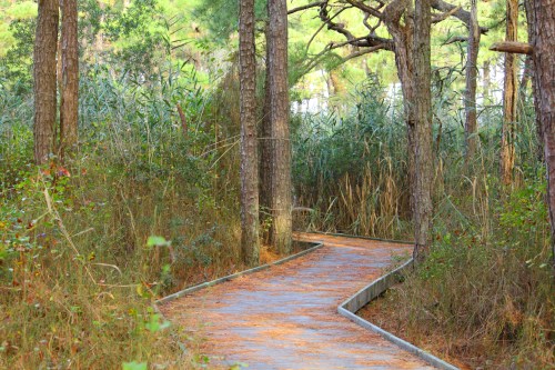 A winding path through a forest with tall grasses and trees, surrounded by autumn foliage.