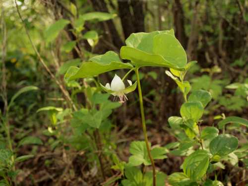 A delicate white flower with green leaves, surrounded by lush greenery in a forested area.