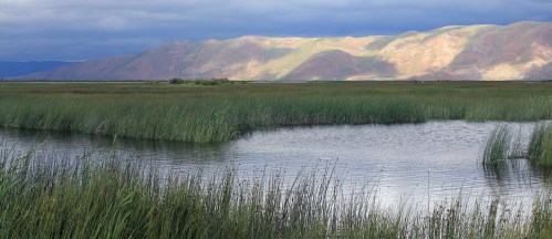 A serene wetland scene with tall grasses, a calm water body, and distant mountains under a cloudy sky.