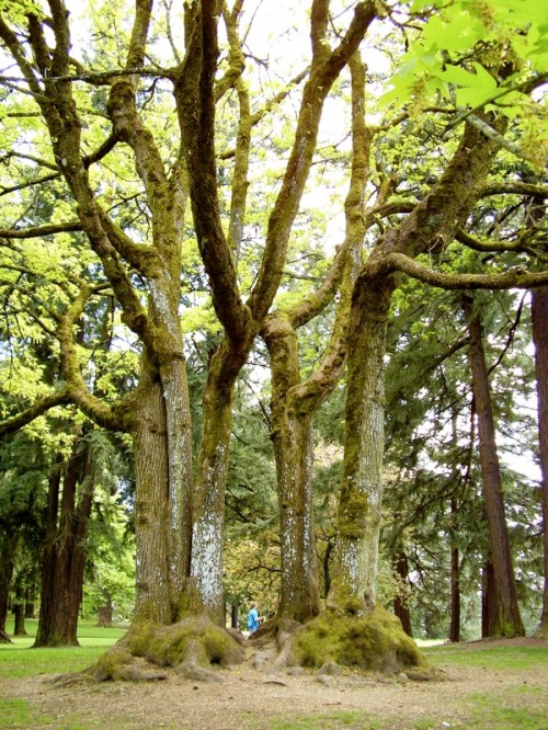 A cluster of tall trees with moss-covered trunks and vibrant green leaves in a park setting.