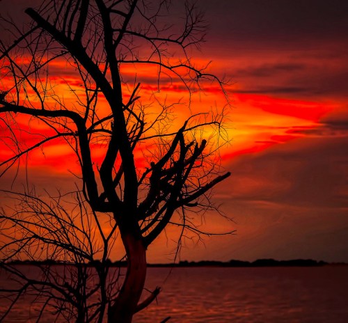 Silhouetted tree against a vibrant sunset with shades of orange and red reflecting on the water.