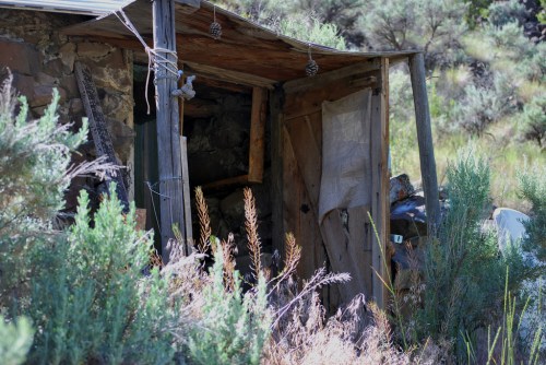 An old, weathered shed partially hidden by tall grass and shrubs in a rural setting.