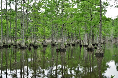 A serene wetland scene with cypress trees reflected in calm water, surrounded by lush greenery.