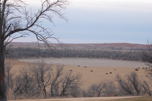 A serene landscape with bare trees, rolling hills, and cattle grazing in a grassy field under a cloudy sky.