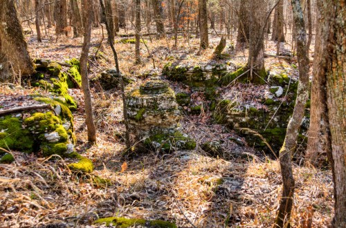 A forest scene with moss-covered rocks, dry grass, and bare trees, creating a serene, natural landscape.