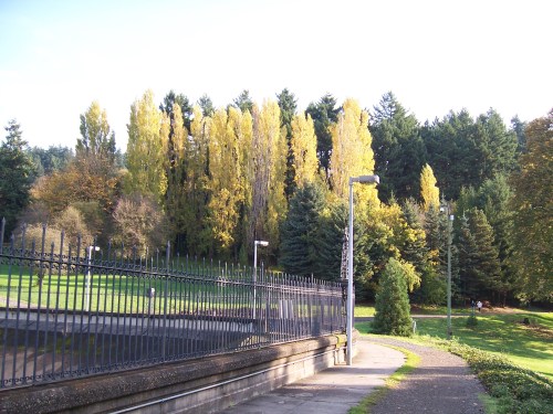A park scene featuring tall trees with yellow leaves, a pathway, and a black fence under a clear sky.