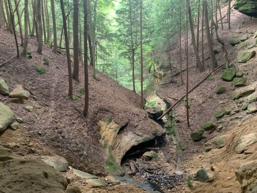 A serene forest scene with tall trees, a dry creek bed, and rocky terrain, surrounded by lush greenery.