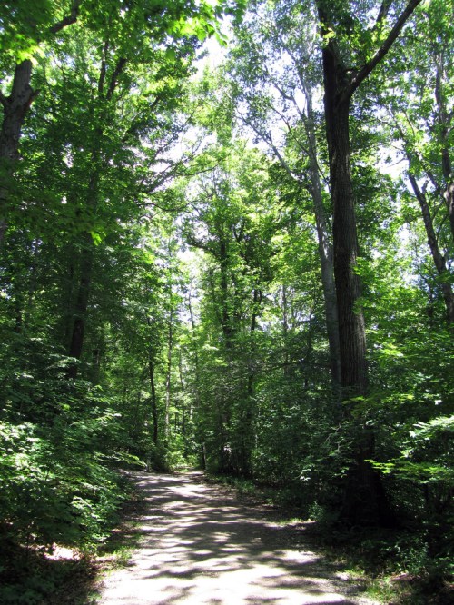 A sunlit forest path surrounded by lush green trees and foliage.