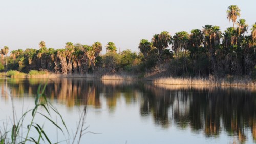 A serene river scene with palm trees and tall grasses reflecting in calm water under a clear sky.