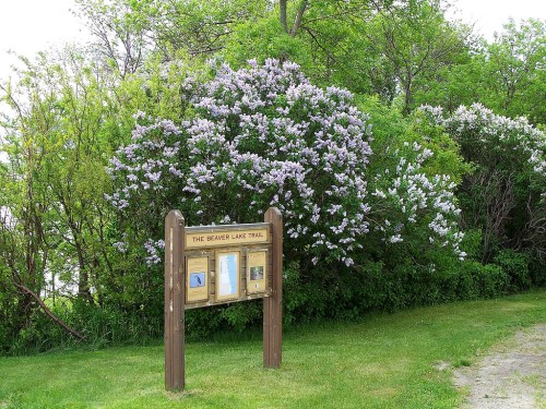 Sign for the Beaver Lake Trail surrounded by blooming lilac bushes and lush greenery.