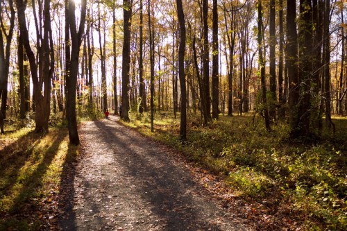 A sunlit forest path lined with trees, casting long shadows, with a person walking in the distance.