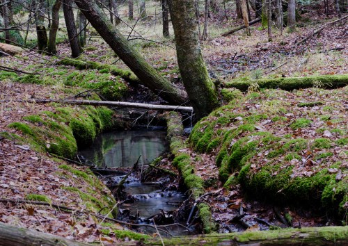 A serene forest scene featuring a small stream surrounded by moss-covered ground and fallen branches.