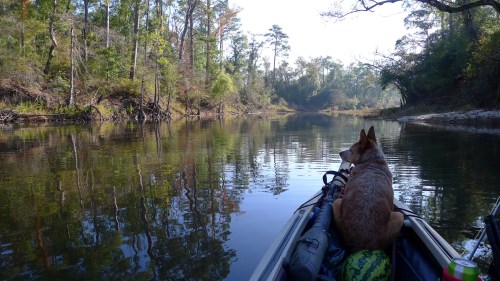 A dog sits on a kayak, surrounded by calm water and lush trees in a serene natural setting.
