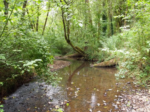 A serene forest scene featuring a small, winding creek surrounded by lush greenery and trees.