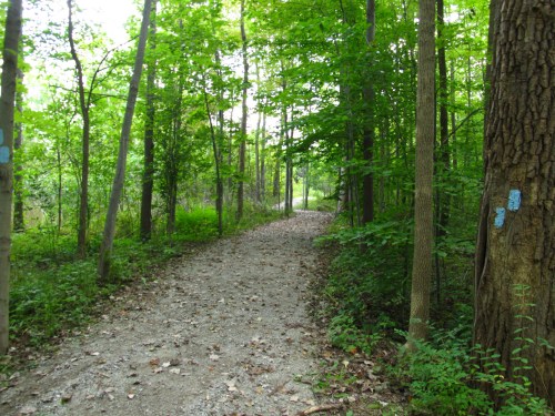 A gravel path winding through a lush green forest with trees on either side and scattered leaves on the ground.