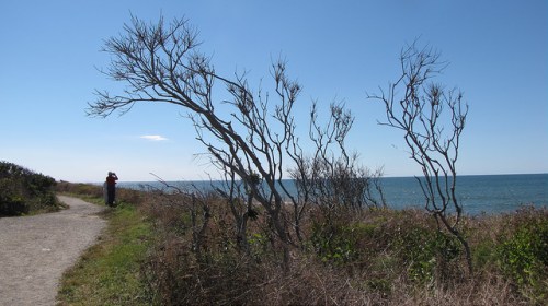 A coastal scene with bare trees, a path, and a person taking photos by the ocean under a clear blue sky.