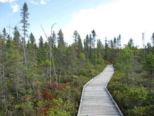 A wooden boardwalk winding through a lush, green forest with scattered trees and a blue sky above.