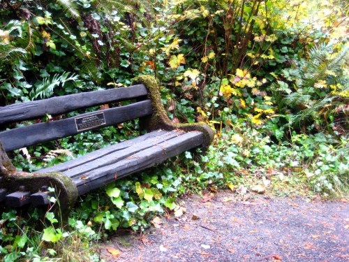 A weathered wooden bench covered in moss, surrounded by lush greenery and colorful autumn leaves along a path.