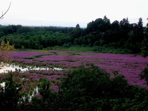 A vibrant field of purple flowers surrounded by lush green trees and a calm water reflection under a cloudy sky.