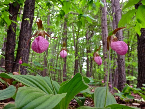 A cluster of pink orchids blooms among lush green foliage in a forest setting.