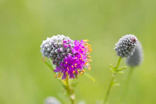 A close-up of a purple flower with fuzzy buds against a soft green background.