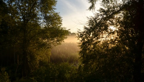 A serene landscape with mist rising over tall grasses, framed by trees and bathed in soft morning light.