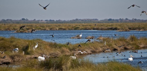 A serene wetland scene with various birds flying and wading in the water, surrounded by lush green grasses.