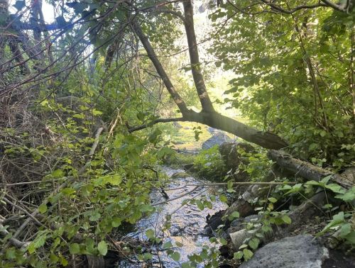 A serene creek flows through a lush, green forest, framed by trees and foliage. Sunlight filters through the leaves.