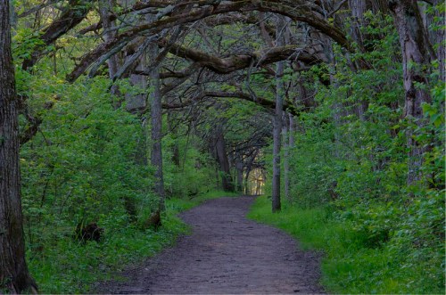 A winding dirt path through a lush, green forest with arching tree branches overhead.