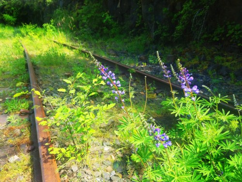 Wildflowers bloom beside rusty train tracks, surrounded by lush greenery and rocky terrain.
