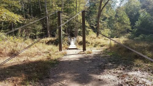 A suspension bridge spans a path through a wooded area, surrounded by tall trees and overgrown grass.