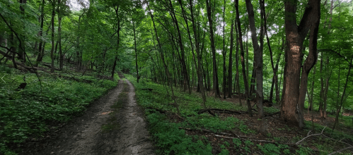 A winding dirt path through a lush green forest with tall trees and dense undergrowth.