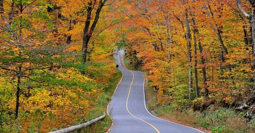 A winding road through a forest of vibrant autumn foliage in shades of orange and yellow.