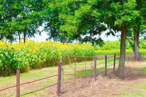 A vibrant field of sunflowers beside a rustic fence and trees under a clear blue sky.