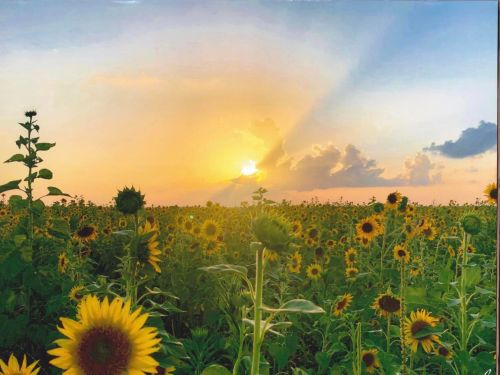 A vibrant sunflower field at sunset, with golden rays illuminating the sky and flowers in the foreground.