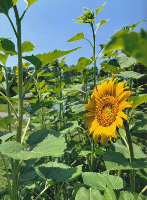 A vibrant sunflower stands among green leaves under a clear blue sky.