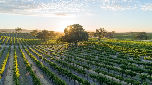 Aerial view of a vineyard at sunset, with rows of grapevines and a large tree silhouetted against the sky.