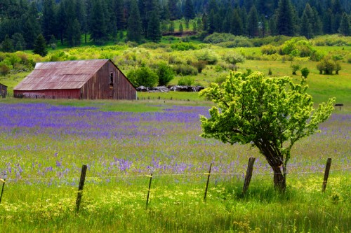 A rustic barn surrounded by vibrant purple wildflowers and green trees in a lush, open field.
