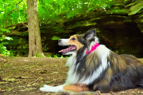 A collie dog resting on the forest floor, surrounded by lush greenery and rocky terrain in the background.
