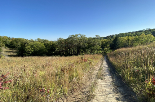 A dirt path winds through tall grass and trees under a clear blue sky.