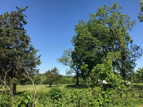 A clear blue sky above lush green trees and a grassy field, creating a serene natural landscape.