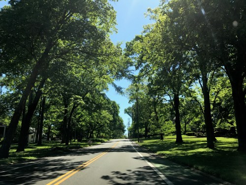 A sunny road lined with lush green trees on both sides, creating a serene and inviting atmosphere.