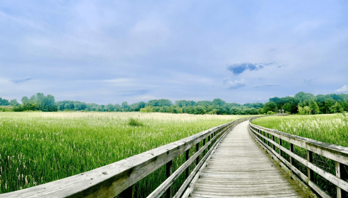A wooden boardwalk winds through a lush green field under a blue sky with scattered clouds.