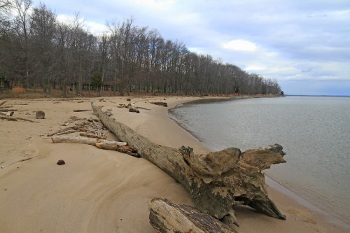 A sandy beach lined with driftwood, trees in the background, and a calm water body under a cloudy sky.