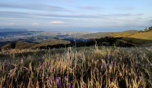 A scenic view of rolling hills and valleys, with wildflowers in the foreground and a distant bay under a blue sky.