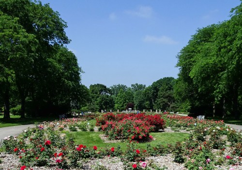 A vibrant rose garden surrounded by lush green trees under a clear blue sky.