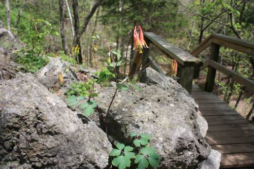 A close-up of green plants growing on rocks, with a wooden staircase and trees in the background.