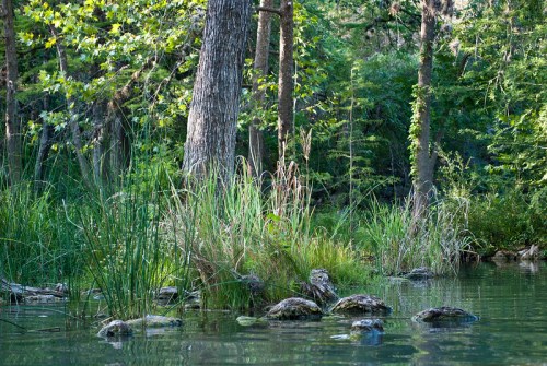 A serene forest scene with trees and lush greenery reflected in calm water, featuring rocks and tall grasses.