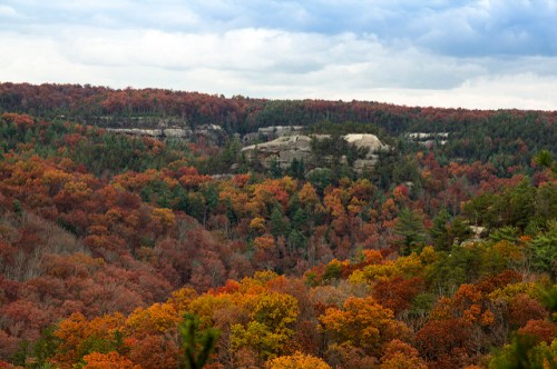 A scenic view of a forest in autumn, featuring vibrant orange and red foliage against a cloudy sky.